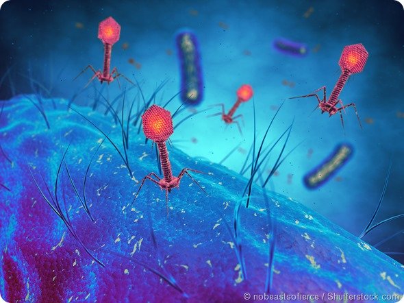 Bacteriophage viruses infecting bacterial cells